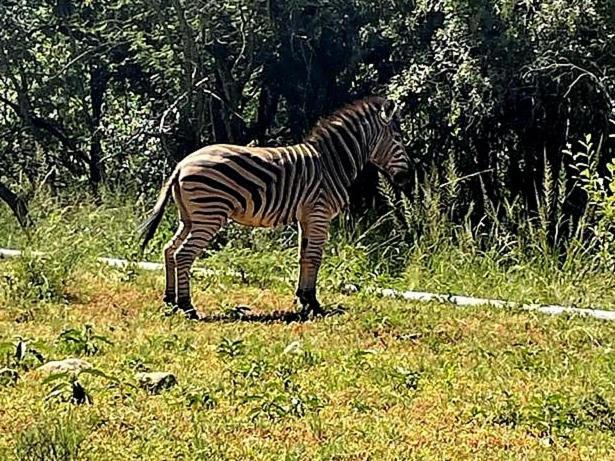 66 Sharalumbi Wildlife Estate Apartman Lydenburg Szoba fotó