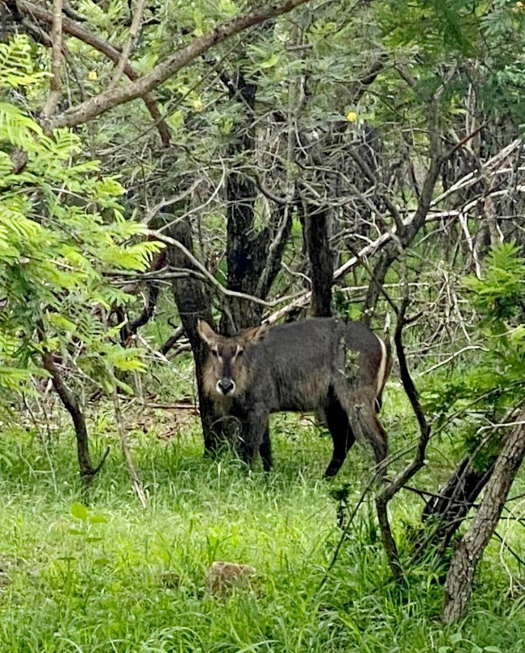 66 Sharalumbi Wildlife Estate Apartman Lydenburg Szoba fotó